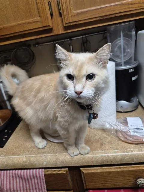 An adult medium-sized male Domestic Long Hair cat named Chulo for adoption in San Antonio, TX
