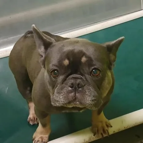 An adult medium-sized female Gray / Blue / Silver French Bulldog dog named Zara for adoption in Spokane, WA