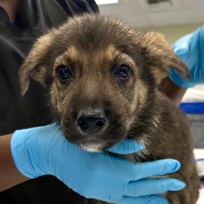 A baby large-sized male German Shepherd Dog dog named Macchiato for adoption in Sacramento, CA