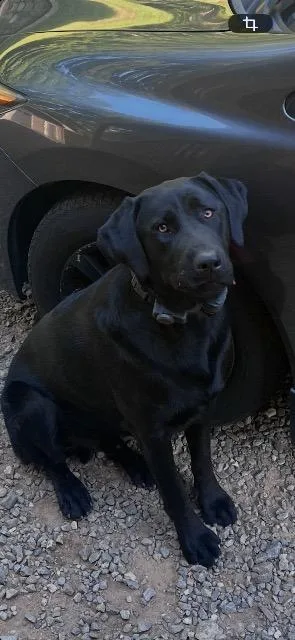 Scout