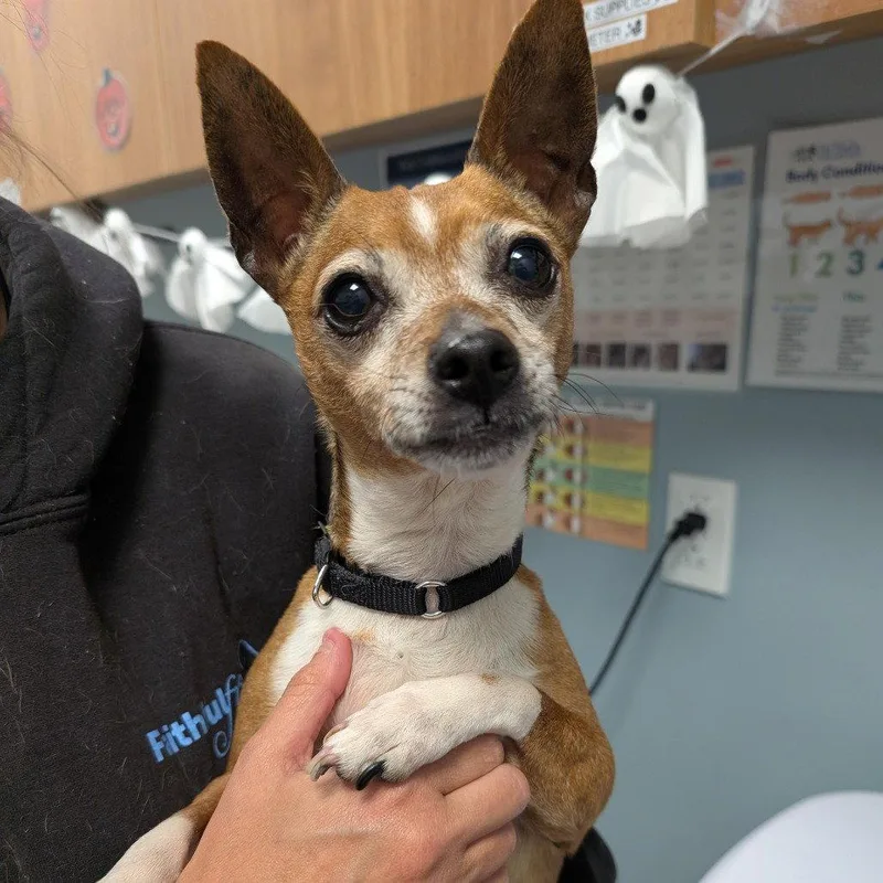 An adult medium-sized male Chihuahua dog named Chico for adoption in New Castle, DE