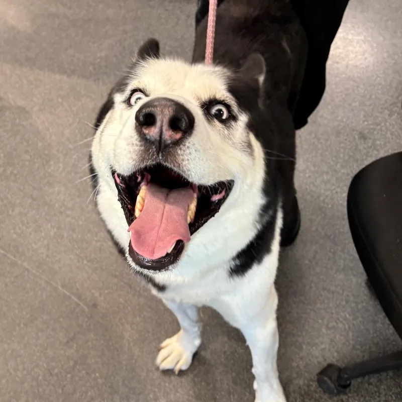 An adult large-sized male Black Mixed Breed dog named Eugene for adoption in Allentown, PA