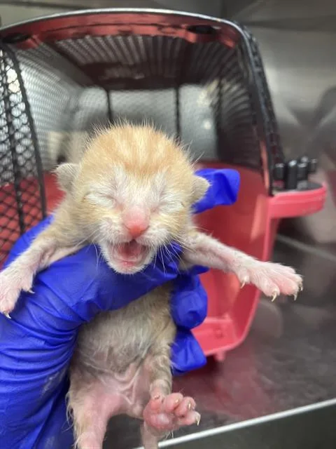 A baby medium-sized male Domestic Short Hair cat named Joey for adoption in Dallas, TX
