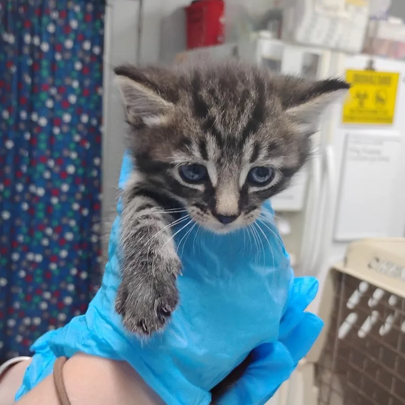 A baby small-sized female Brown / Chocolate Domestic Short Hair cat named Piper for adoption in Summerville, SC