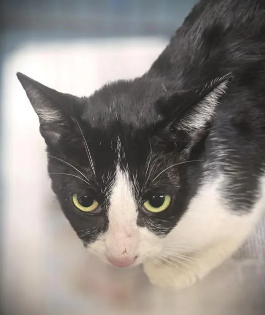 A young large-sized female Domestic Short Hair cat named Peaches for adoption in Los Angeles, CA
