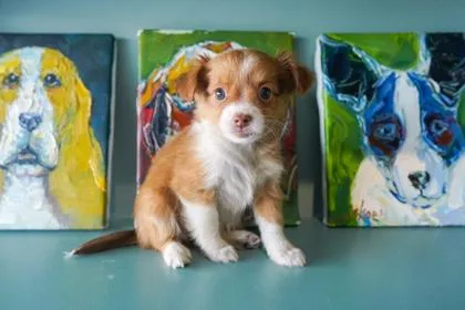 A baby small-sized female Yorkshire Terrier dog named Mercedes for adoption in San Antonio, TX
