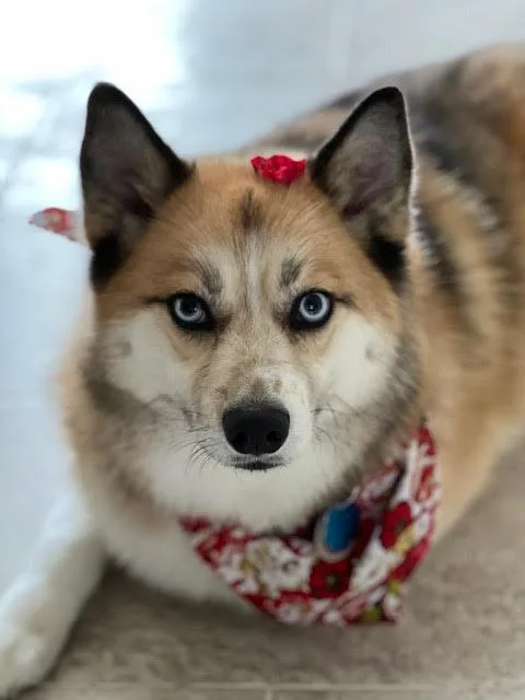 A young medium-sized female Pomeranian dog named Juneau for adoption in Spring Lake, NJ