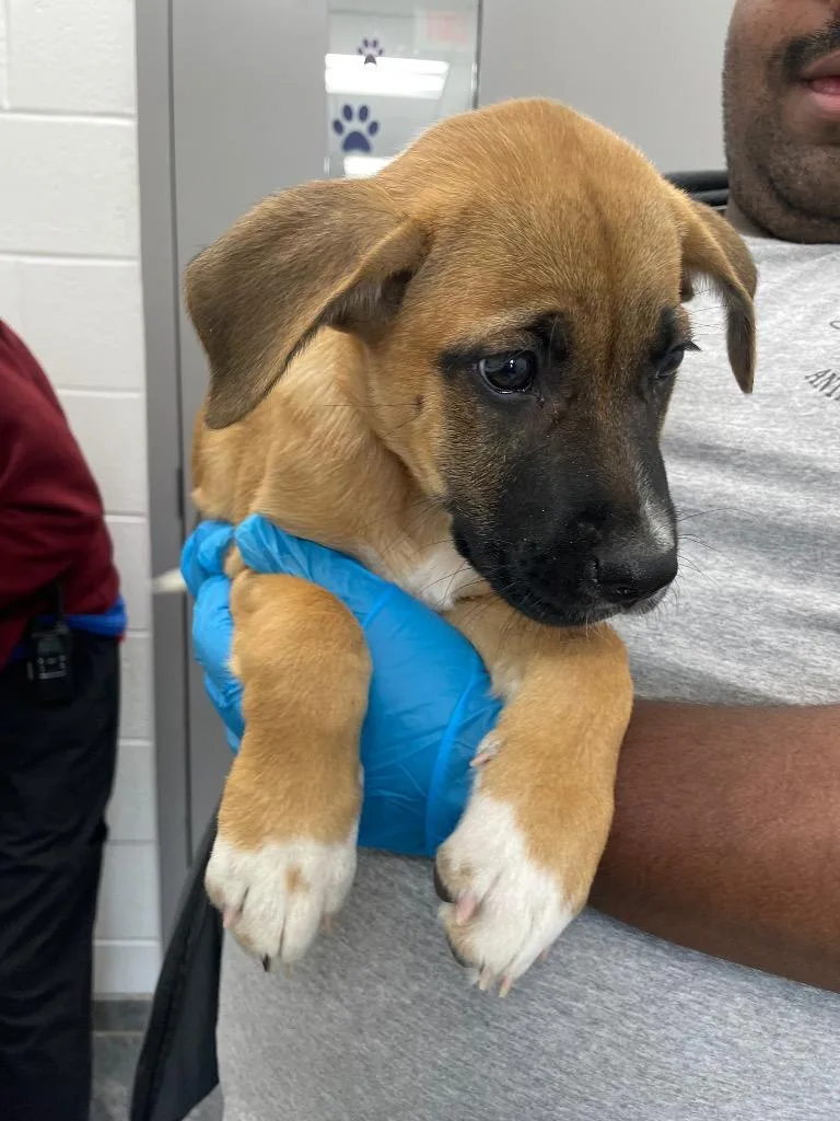 A baby small-sized female Mixed Breed dog named Scooby for adoption in Oxford, NC