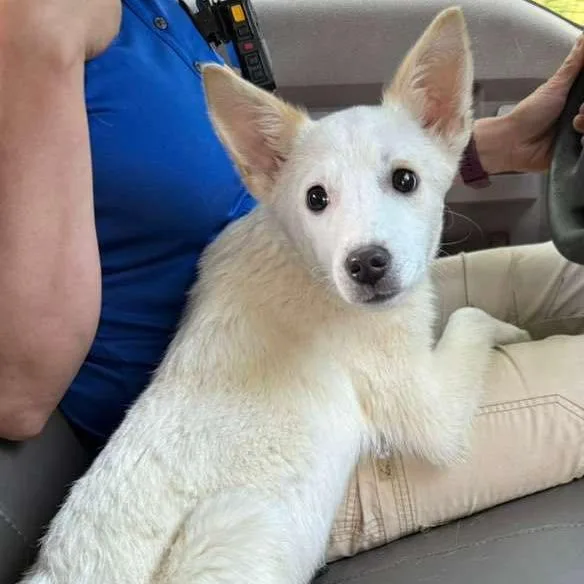 A young medium-sized male White / Cream Shiba Inu dog named Ct Milas for adoption in Stormville, NY