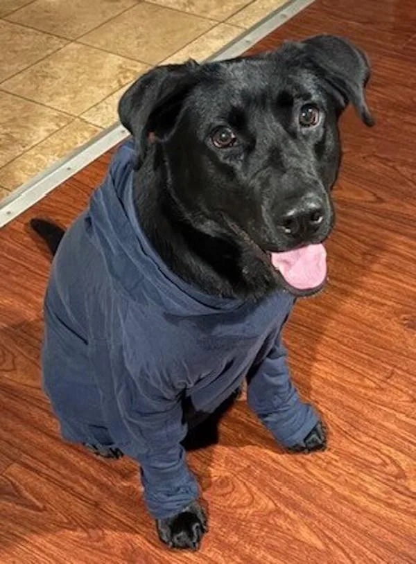 An adult large-sized female Labrador Retriever dog named Koba for adoption in San Diego, CA