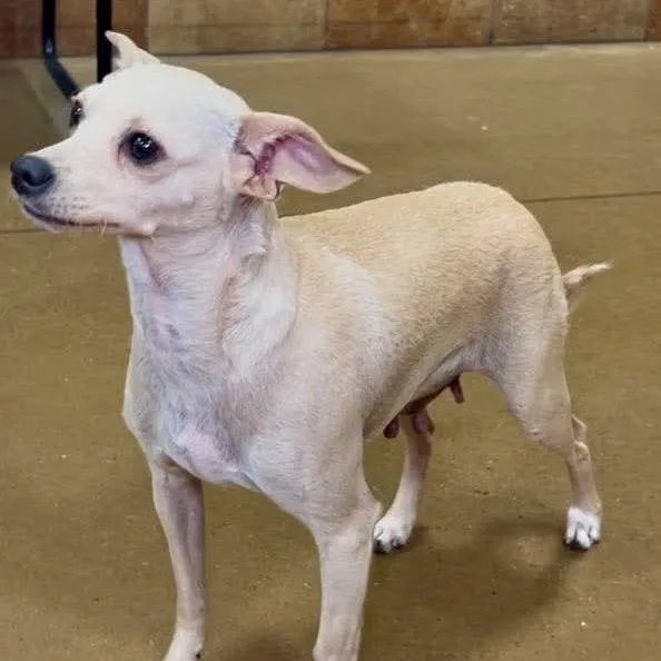 An adult small-sized female Yellow / Tan / Blond / Fawn Chihuahua dog named Callie for adoption in Houston, TX