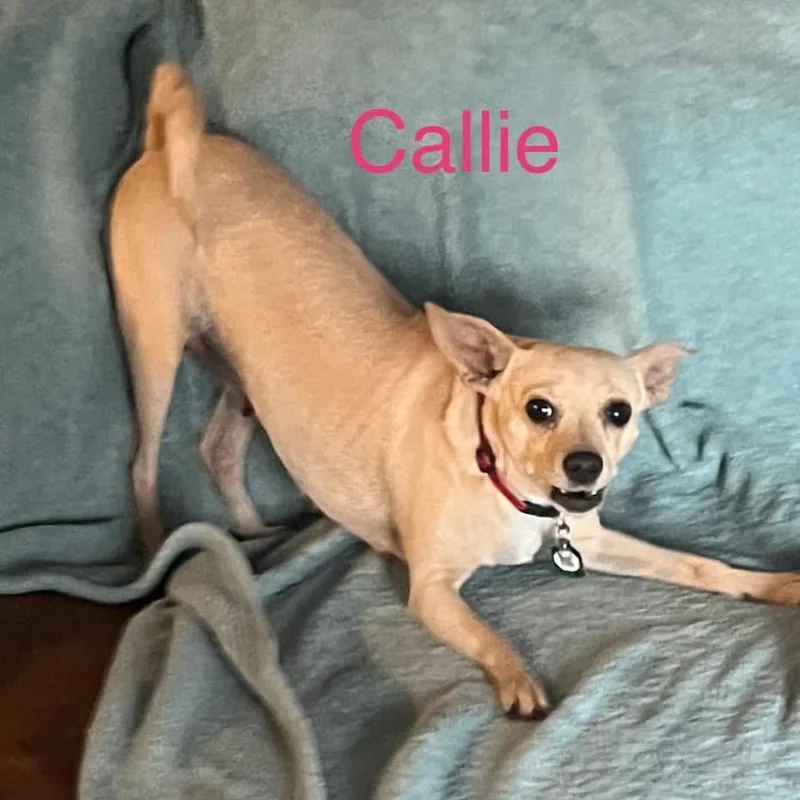 Callie thumbnail 3