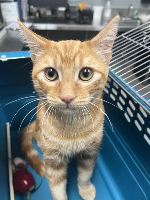 A baby medium-sized male Domestic Short Hair cat named Nick for adoption in Las Vegas, NV