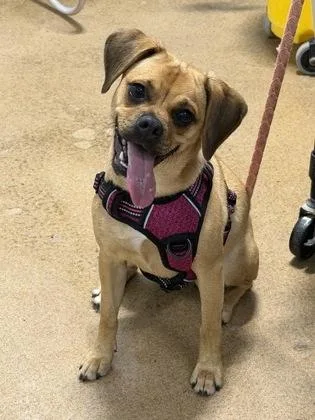 A young medium-sized female Pug dog named Iggy Pop for adoption in Bradenton, FL