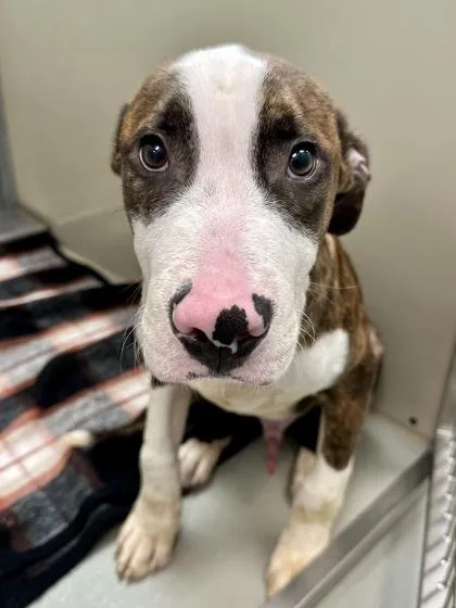 A baby large-sized male Brindle Mixed Breed dog named Zeus for adoption in Wichita, KS