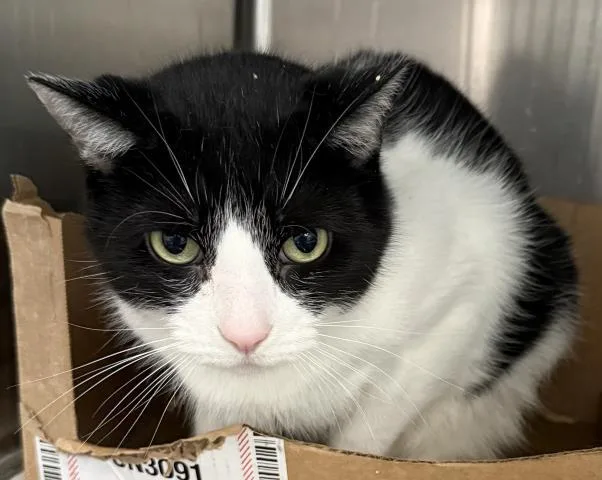 An adult large-sized male Domestic Short Hair cat named Stepa for adoption in Los Angeles, CA