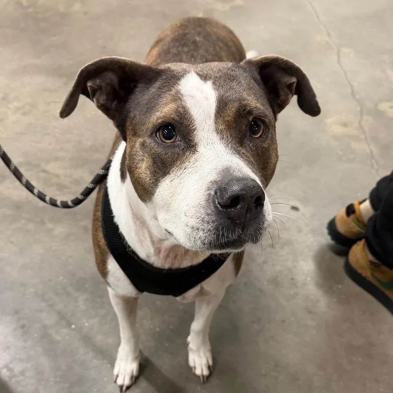 An adult large-sized female Terrier dog named Roxy for adoption in Tampa, FL