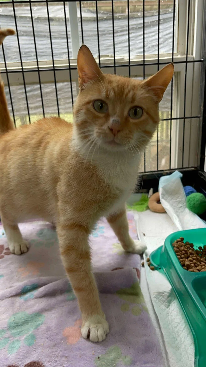 An adult medium-sized male Orange & White Domestic Short Hair cat named Flounder for adoption in Holbrook, NY