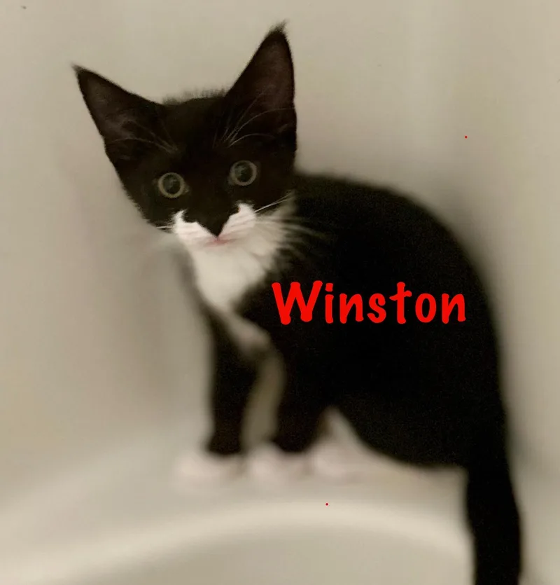 Winston thumbnail 2