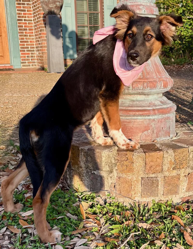 Nala  Gorgeous Girl! thumbnail 3