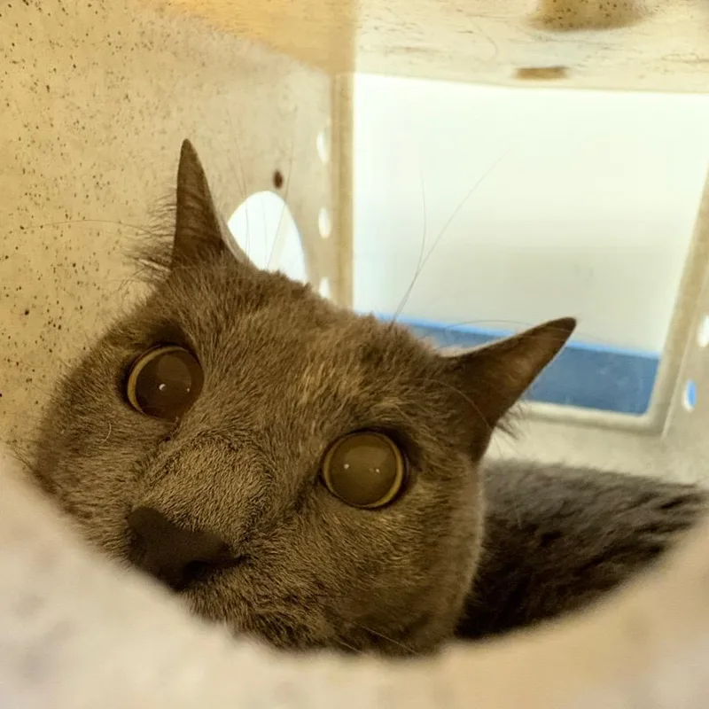 An adult medium-sized female Black Domestic Short Hair cat named Grace for adoption in Philadelphia, PA