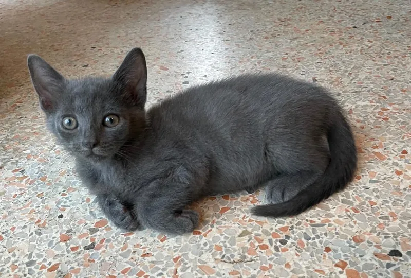 A baby medium-sized female Domestic Short Hair cat named Moon Pie for adoption in Gorham, ME
