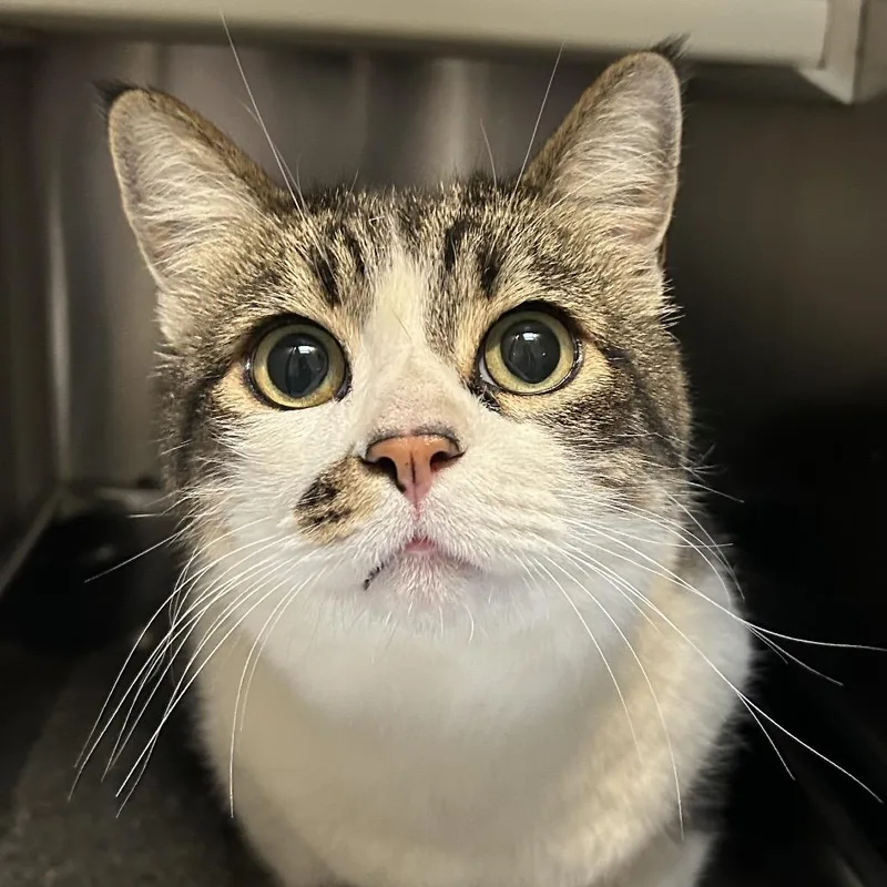 A young small-sized female Brown / Chocolate Domestic Short Hair cat named Sweetie for adoption in Denver, CO