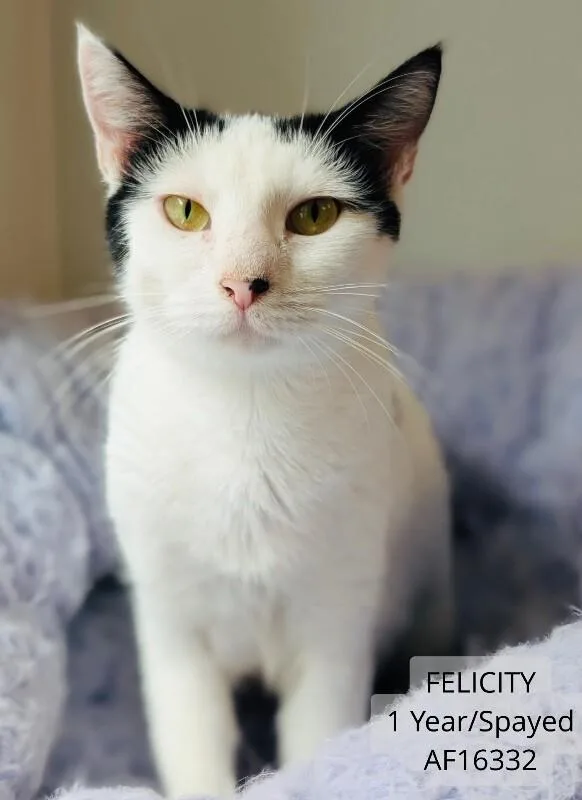 An adult medium-sized female White Domestic Short Hair cat named Felicity for adoption in Supply, NC
