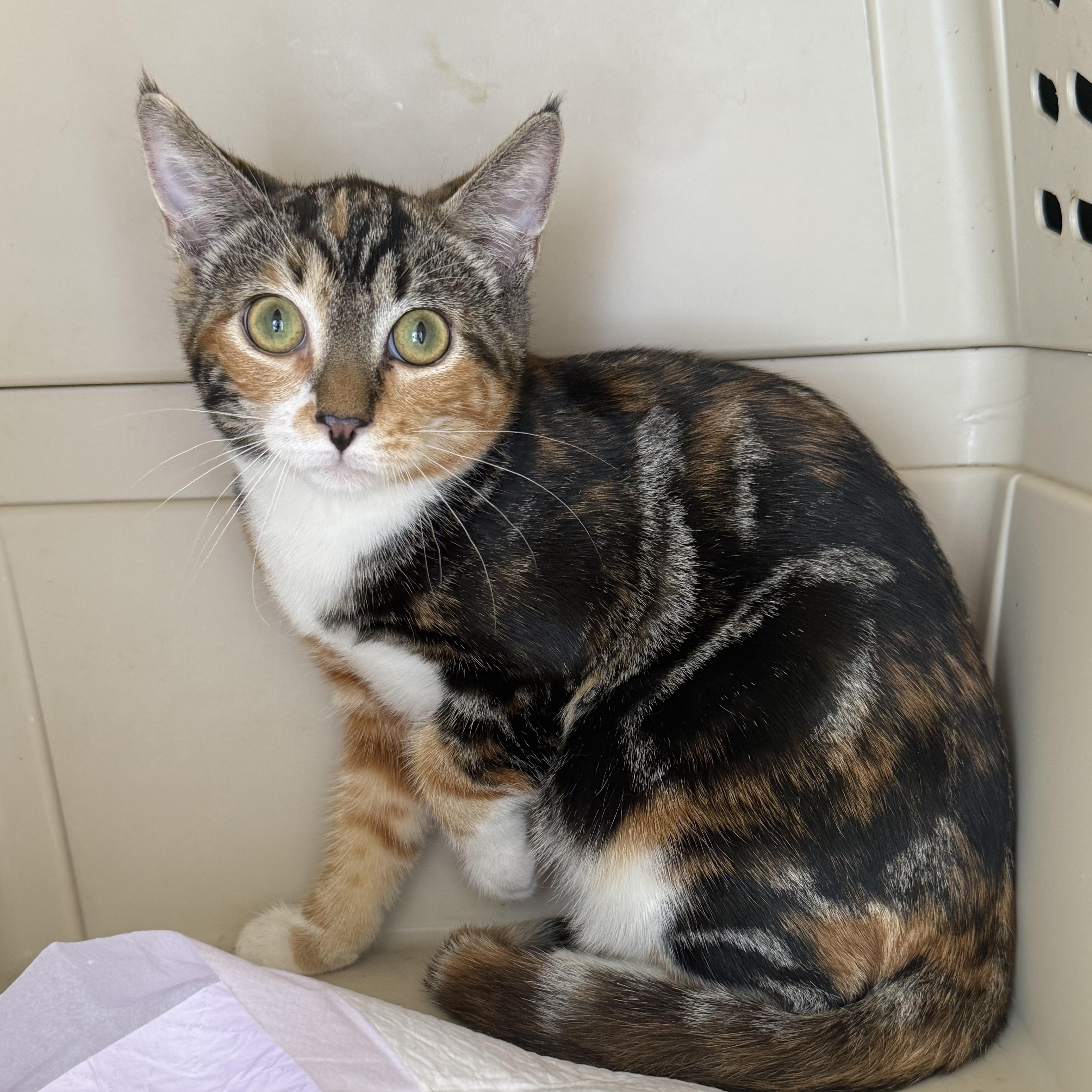 A baby medium-sized female Domestic Short Hair cat named Cornbread for adoption in Old Bridge, NJ