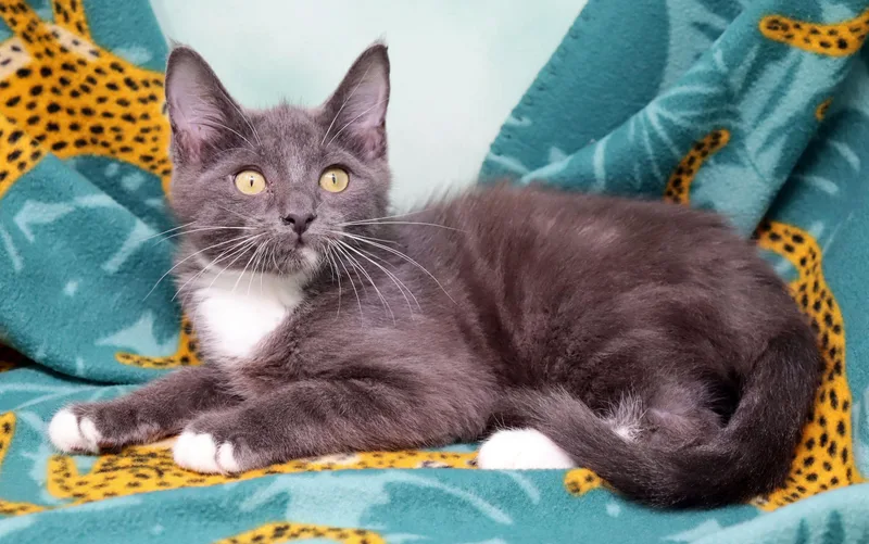 A baby medium-sized male Gray & White Domestic Long Hair cat named Toots for adoption in Tierra Verde, FL