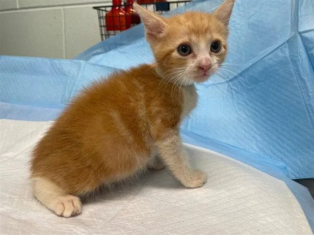 A baby small-sized male Orange / Red Domestic Short Hair cat named Capri Sun for adoption in Tavares, FL