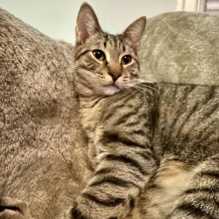 A young small-sized male Domestic Short Hair cat named Atlas for adoption in Pitman, NJ