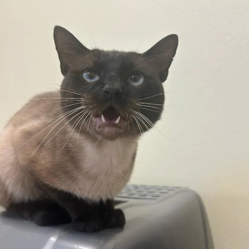 An adult medium-sized male Siamese cat named Marty for adoption in Pontiac, IL