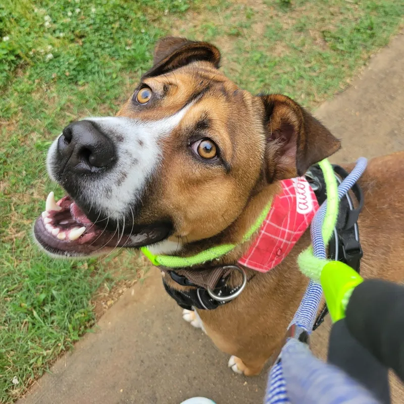 A young medium-sized male Bicolor Mixed Breed dog named Sammy for adoption in Tunica, MS