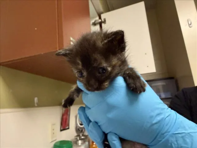 A baby small-sized female Domestic Short Hair cat named Turtle for adoption in Chapel Hill, NC