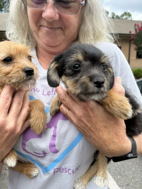 A baby small-sized female Terrier dog named Hazel and Willow for adoption in Union Beach, NJ