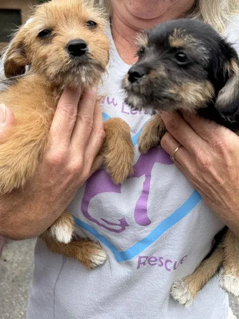 Hazel and Willow thumbnail 3