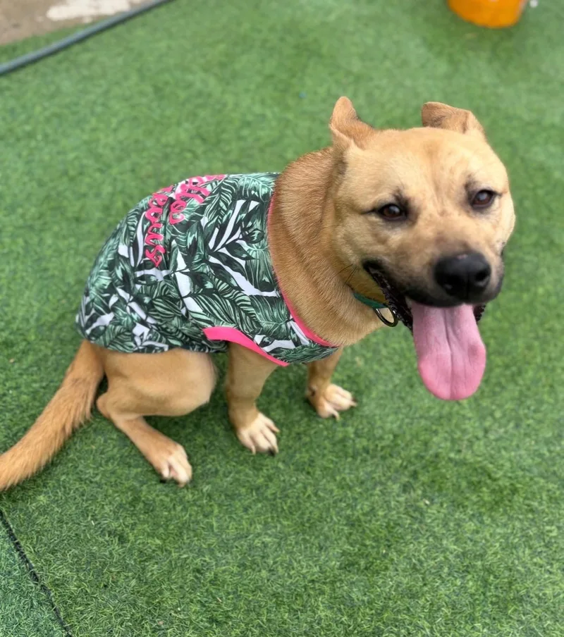 Delight    thumbnail 3