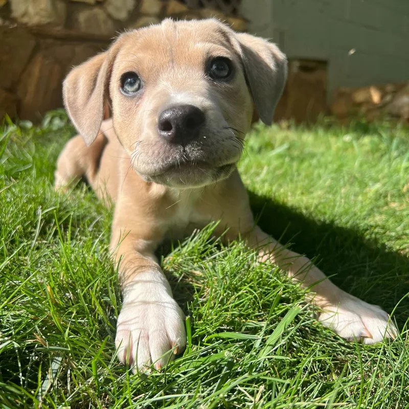 A baby small-sized female Brown / Chocolate Mixed Breed dog named Pollywog for adoption in Waynesville, NC