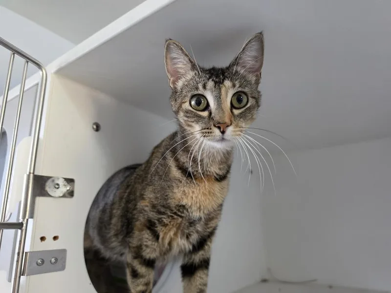 An adult medium-sized female Domestic Short Hair cat named Cookie for adoption in Bossier City, LA