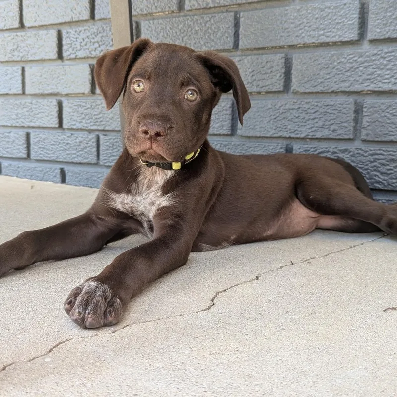 A baby large-sized female Brown / Chocolate Labrador Retriever dog named Leia for adoption in Detroit, MI