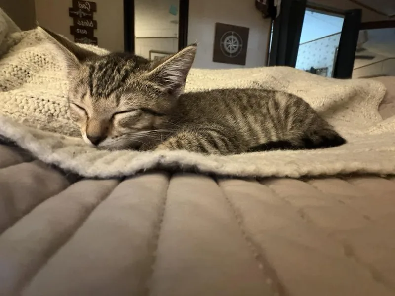 A young medium-sized female Domestic Short Hair cat named Ellie for adoption in Charleston, SC