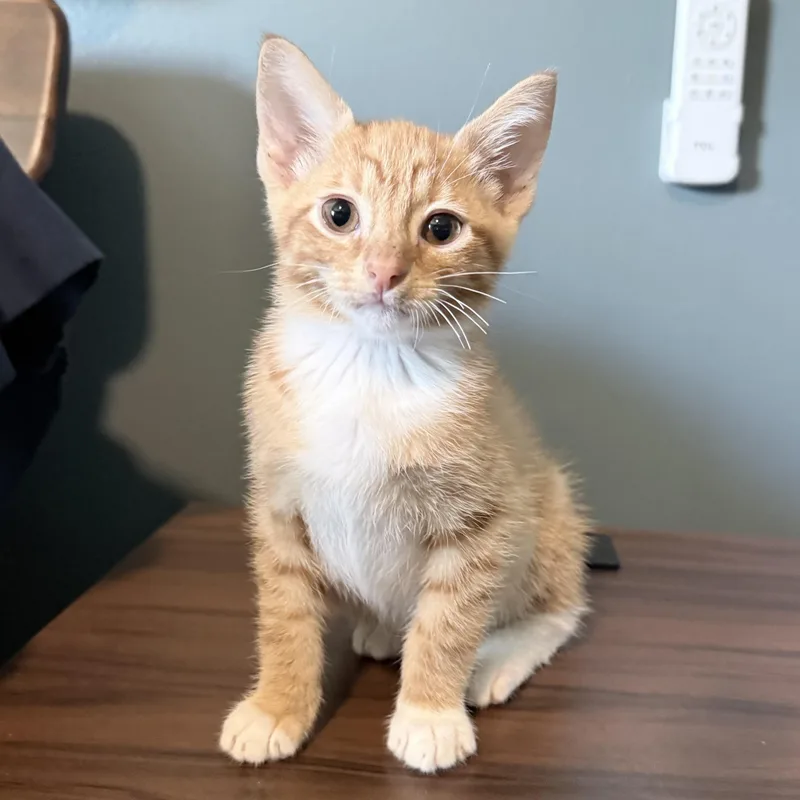 A baby small-sized male Orange & White Domestic Short Hair cat named Cheese Curd for adoption in Bentonville, AR