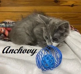 Anchovy
