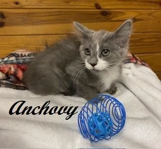 Anchovy thumbnail 2