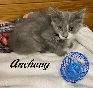 Anchovy thumbnail 3