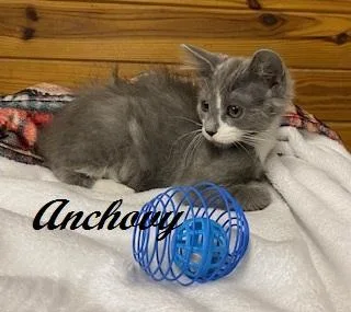 Anchovy thumbnail 4
