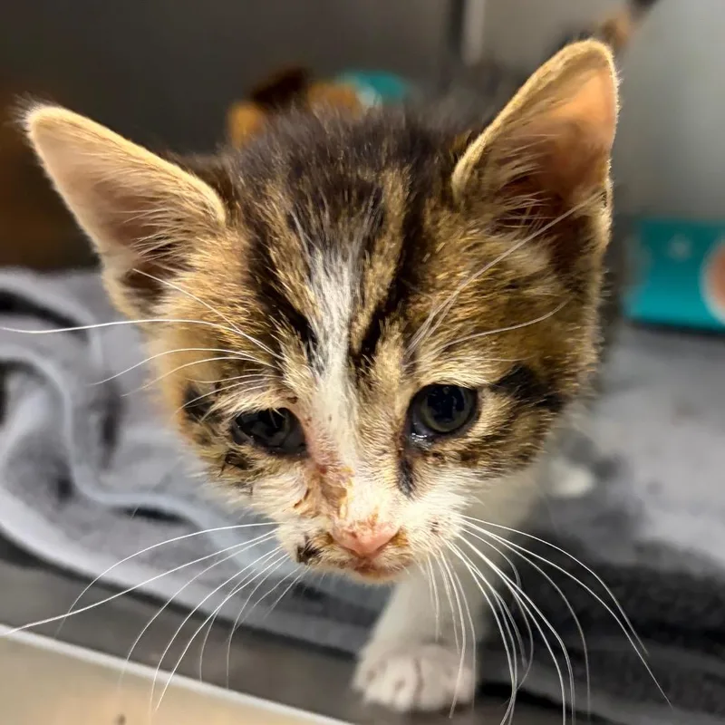 A baby small-sized female Calico Domestic Short Hair cat named Moss for adoption in Chattanooga, TN