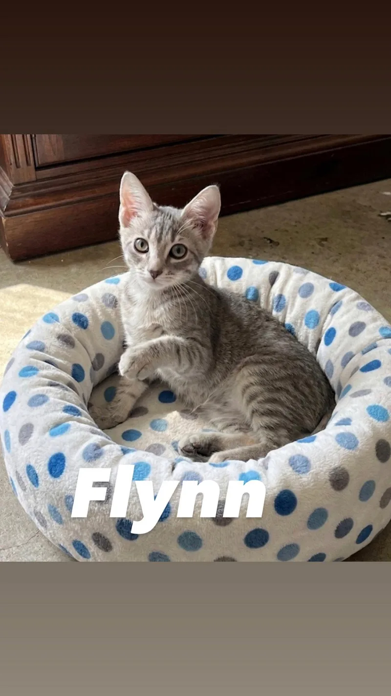 Flynn thumbnail 2