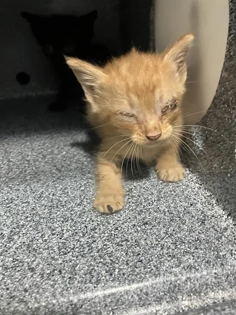 A baby small-sized male Domestic Short Hair cat named Bill for adoption in Dallas, TX